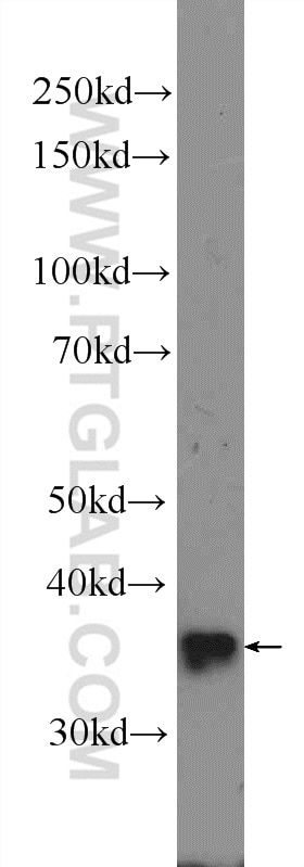 WB analysis of HEK-293 using 25440-1-AP