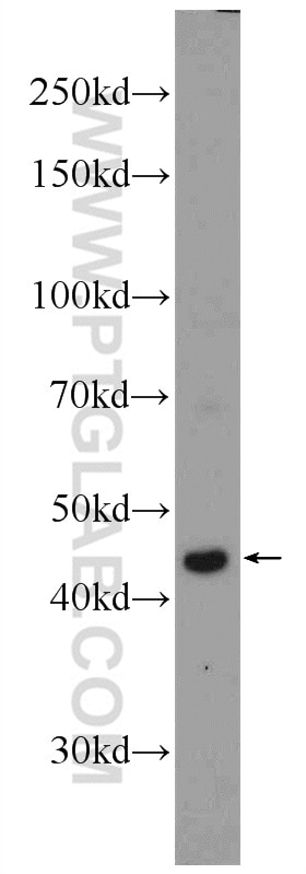 Western Blot (WB) analysis of mouse thymus tissue using RRP7A Polyclonal antibody (24490-1-AP)