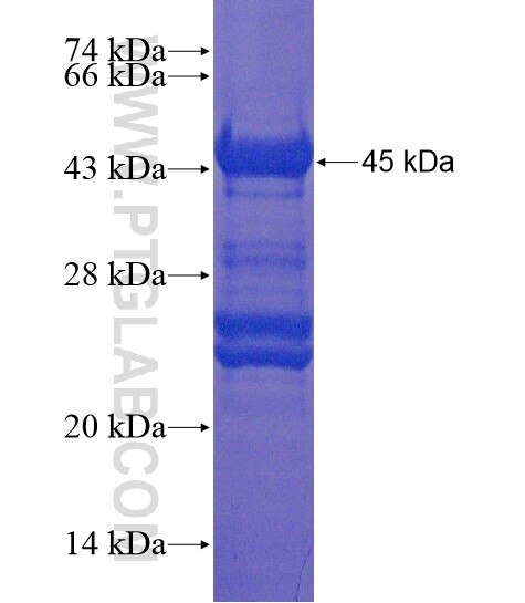 RRP7A fusion protein Ag21636 SDS-PAGE