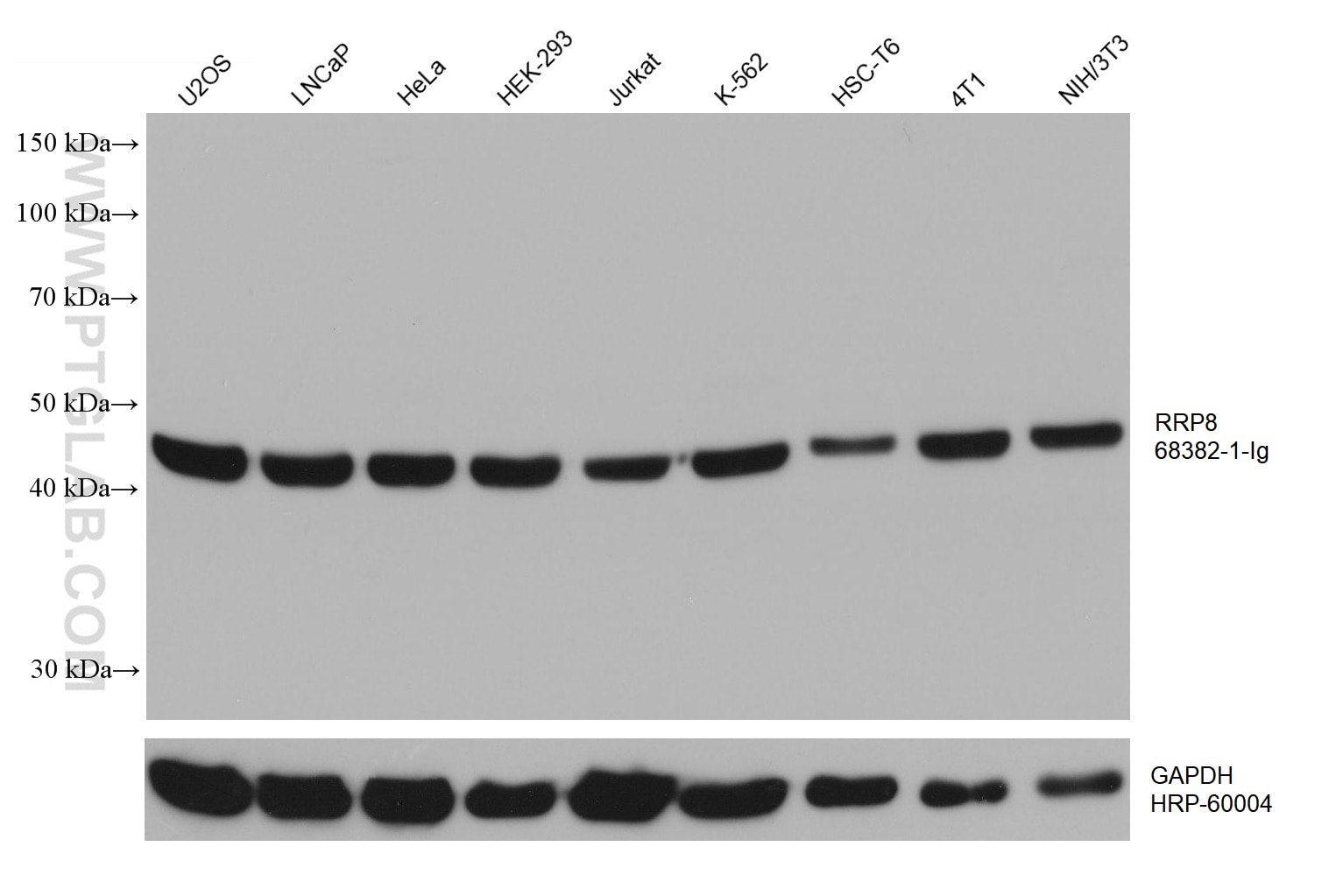 Western Blot (WB) analysis of various lysates using RRP8 Monoclonal antibody (68382-1-Ig)