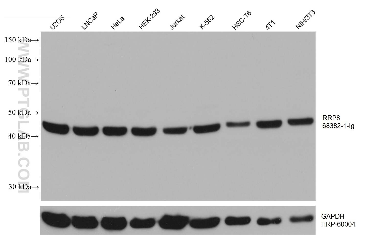 WB analysis using 68382-1-Ig