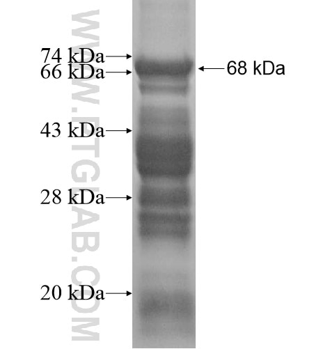 RRP8 fusion protein Ag13994 SDS-PAGE