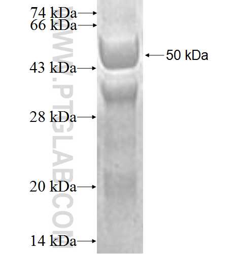 RRP9 fusion protein Ag0319 SDS-PAGE