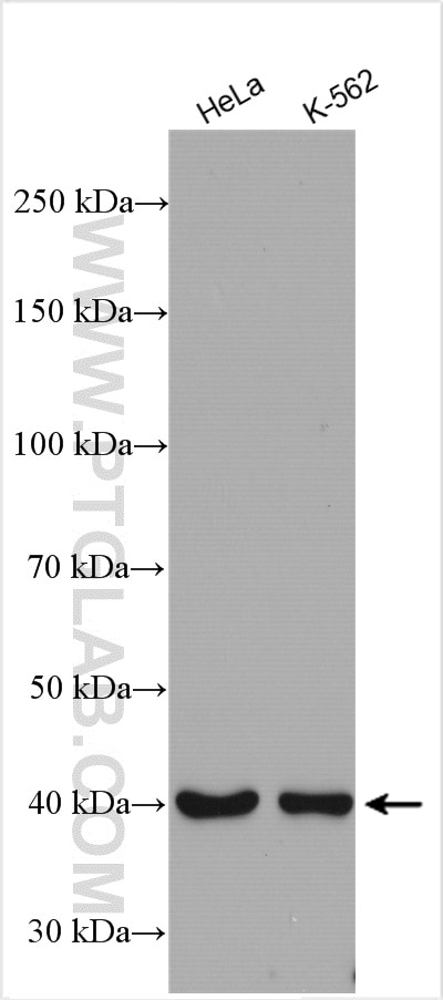 Western Blot (WB) analysis of various lysates using RRS1 Polyclonal antibody (15329-1-AP)