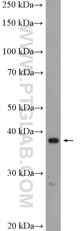 Western Blot (WB) analysis of rat liver tissue using RRS1 Polyclonal antibody (15329-1-AP)