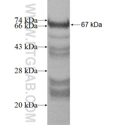 RRS1 fusion protein Ag7030 SDS-PAGE