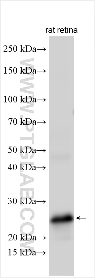 Western Blot (WB) analysis of rat retina tissue using RS1 Polyclonal antibody (24430-1-AP)