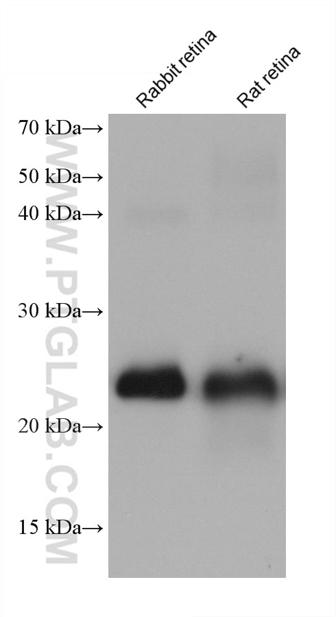 Western Blot (WB) analysis of various lysates using RS1 Monoclonal antibody (68654-1-Ig)