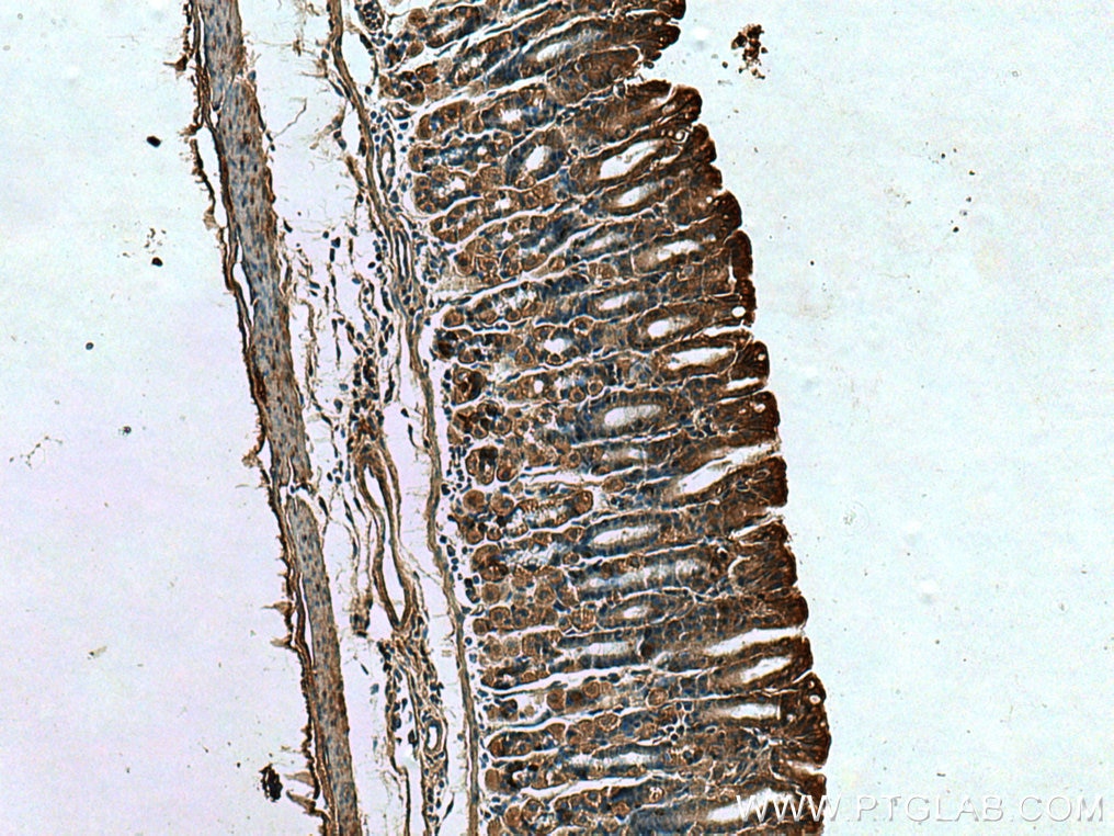 IHC staining of mouse stomach using 28089-1-AP
