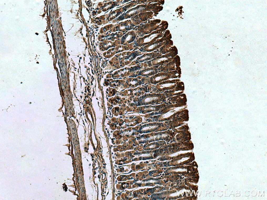 Immunohistochemistry (IHC) staining of mouse stomach tissue using RSAD2 Polyclonal antibody (28089-1-AP)