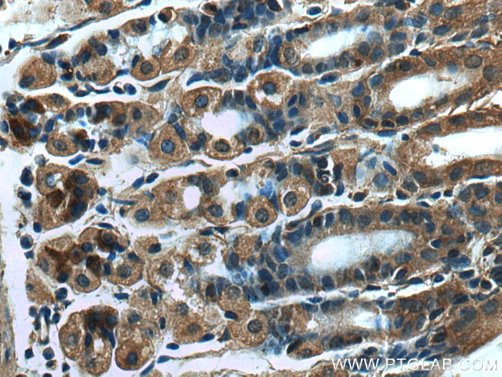 Immunohistochemistry (IHC) staining of mouse stomach tissue using RSAD2 Polyclonal antibody (28089-1-AP)