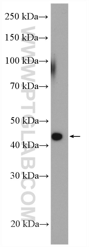 Western Blot (WB) analysis of A549 cells using RSAD2 Polyclonal antibody (28089-1-AP)