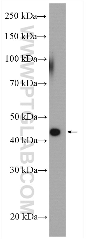 WB analysis of A549 using 28089-1-AP
