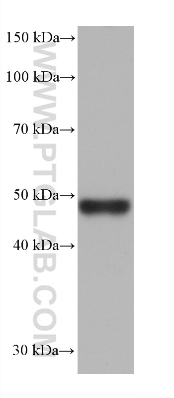 Western Blot (WB) analysis of pig liver tissue using RSAD2 Monoclonal antibody (68604-1-Ig)