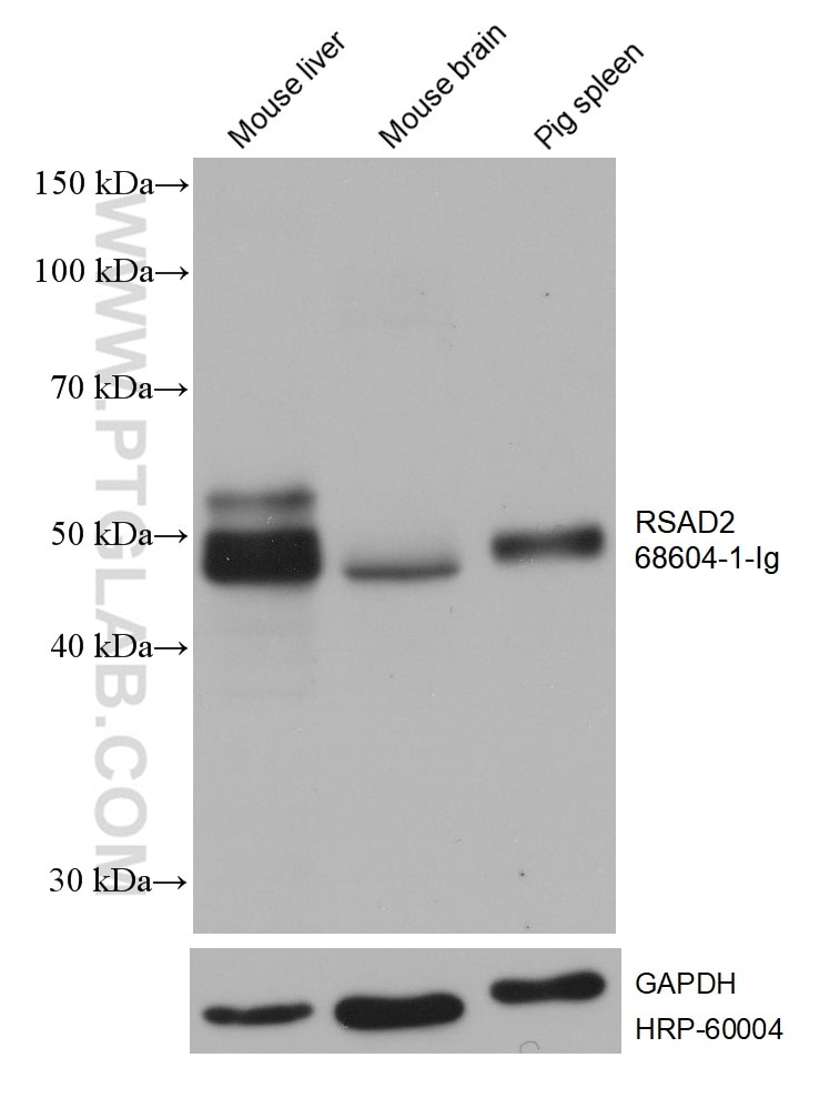 Western Blot (WB) analysis of various lysates using RSAD2 Monoclonal antibody (68604-1-Ig)