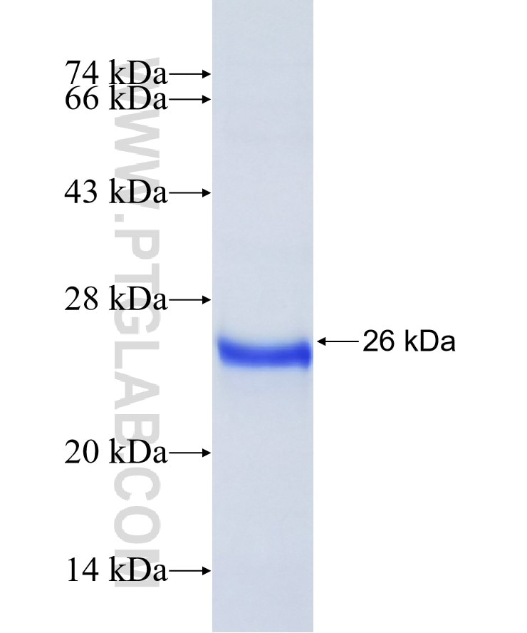 RSAD2 fusion protein Ag27733 SDS-PAGE