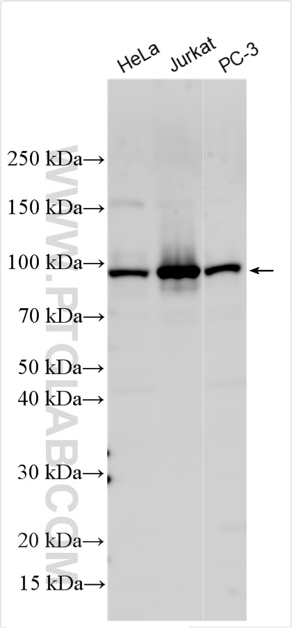 WB analysis using 24734-1-AP (same clone as 24734-1-PBS) Western Blot (WB) analysis of various lysates using RSBN1 Polyclonal antibody (24734-1-AP)
