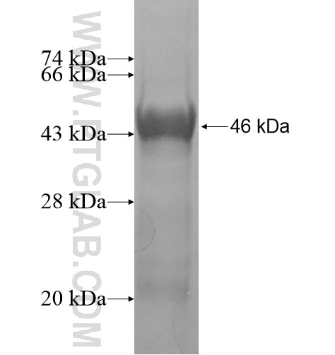 RSBN1L fusion protein Ag11482 SDS-PAGE