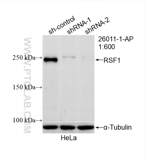 Western Blot (WB) analysis of HeLa cells using RSF1 Polyclonal antibody (26011-1-AP)