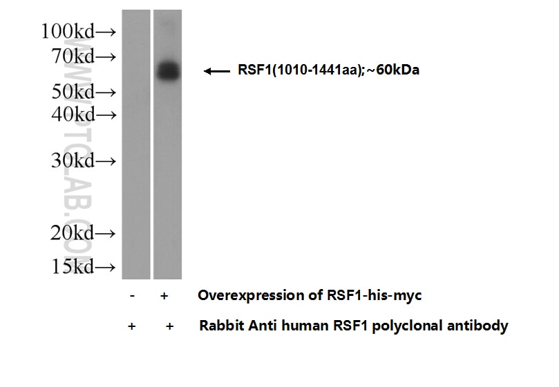 RSF1 Polyclonal antibody