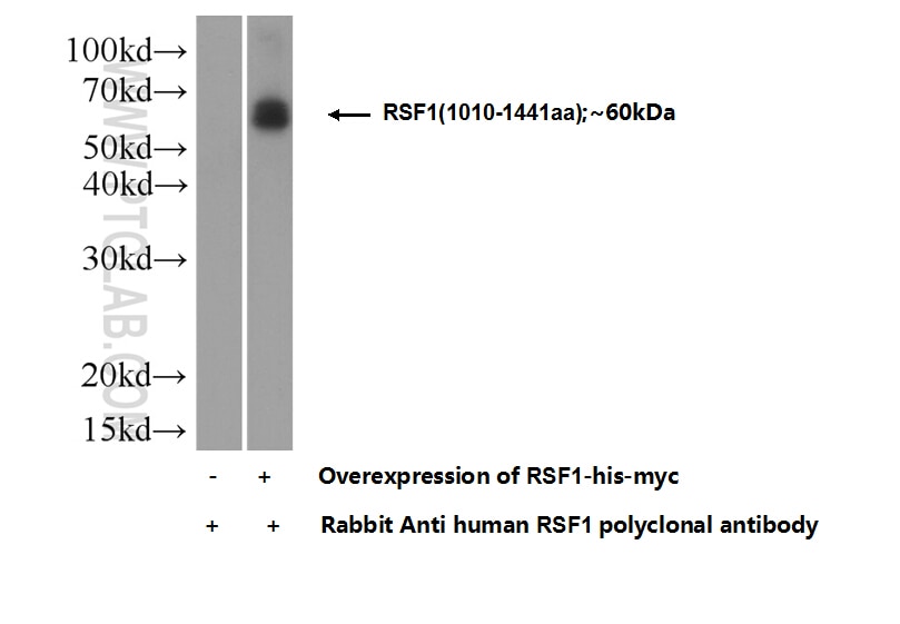 RSF1