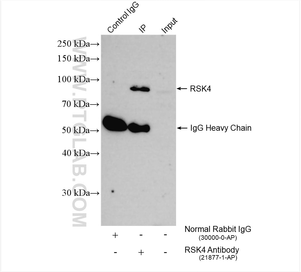 Immunoprecipitation (IP) experiment of PC-12 cells using RSK4 Polyclonal antibody (21877-1-AP)