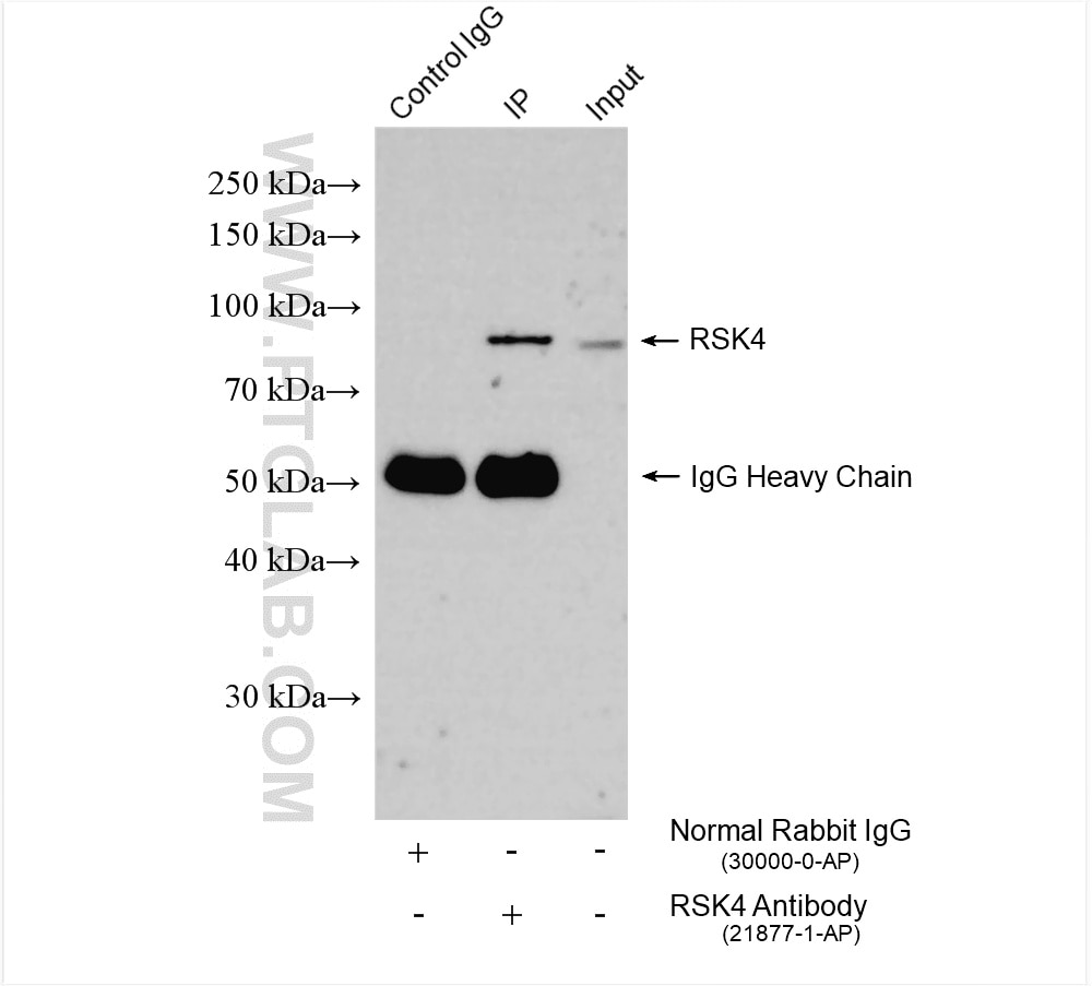 Immunoprecipitation (IP) experiment of MCF-7 cells using RSK4 Polyclonal antibody (21877-1-AP)