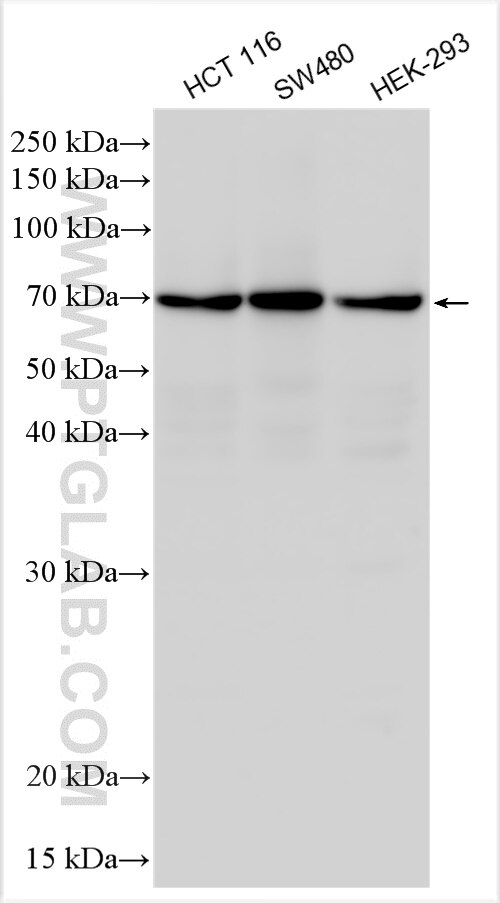 Western Blot (WB) analysis of various lysates using RSL1D1 Polyclonal antibody (27667-1-AP)