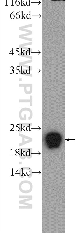 WB analysis of HepG2 using 25190-1-AP