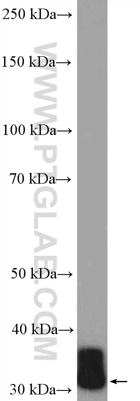 Western Blot (WB) analysis of rat testis tissue using RSPH9 Polyclonal antibody (23253-1-AP)