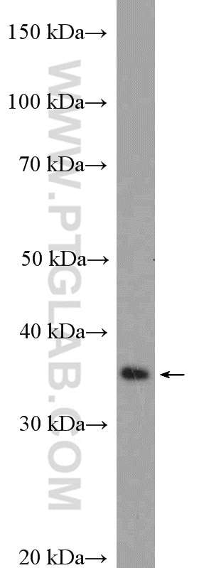 Western Blot (WB) analysis of mouse testis tissue using RSPH9 Polyclonal antibody (23253-1-AP)