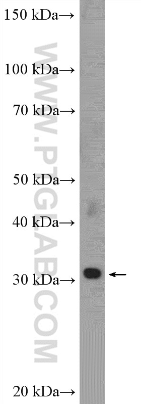 Western Blot (WB) analysis of NIH/3T3 cells using RSPH9 Polyclonal antibody (23253-1-AP)