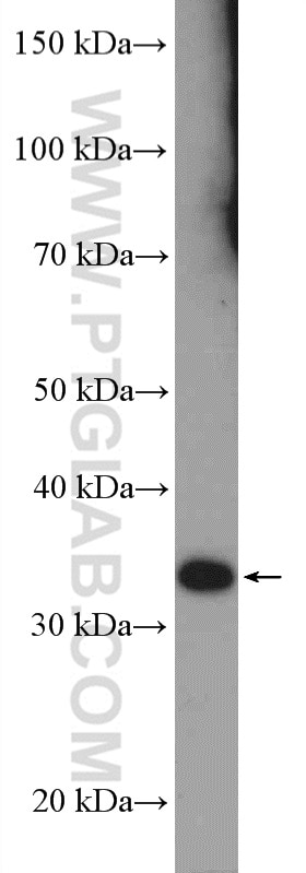 Western Blot (WB) analysis of mouse testis tissue using RSPH9 Polyclonal antibody (23253-1-AP)