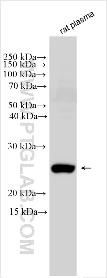 Western Blot (WB) analysis of rat plasma using RSPO1 Polyclonal antibody (25348-1-AP)