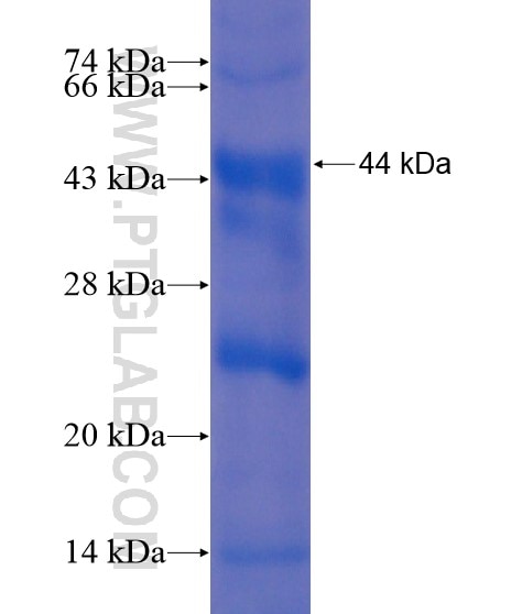 RSPO1 fusion protein Ag21858 SDS-PAGE