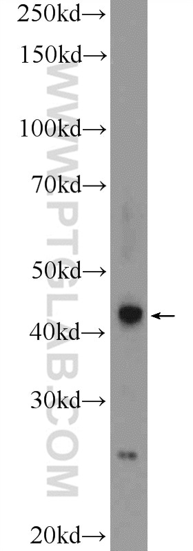Western Blot (WB) analysis of A549 cells using RSPO3 Polyclonal antibody (17193-1-AP)