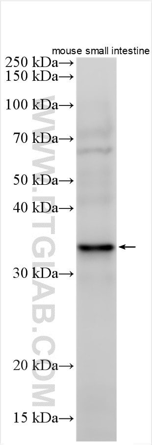 Western Blot (WB) analysis of various lysates using RSPO3 Polyclonal antibody (17193-1-AP)