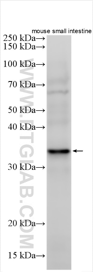 WB analysis using 17193-1-AP