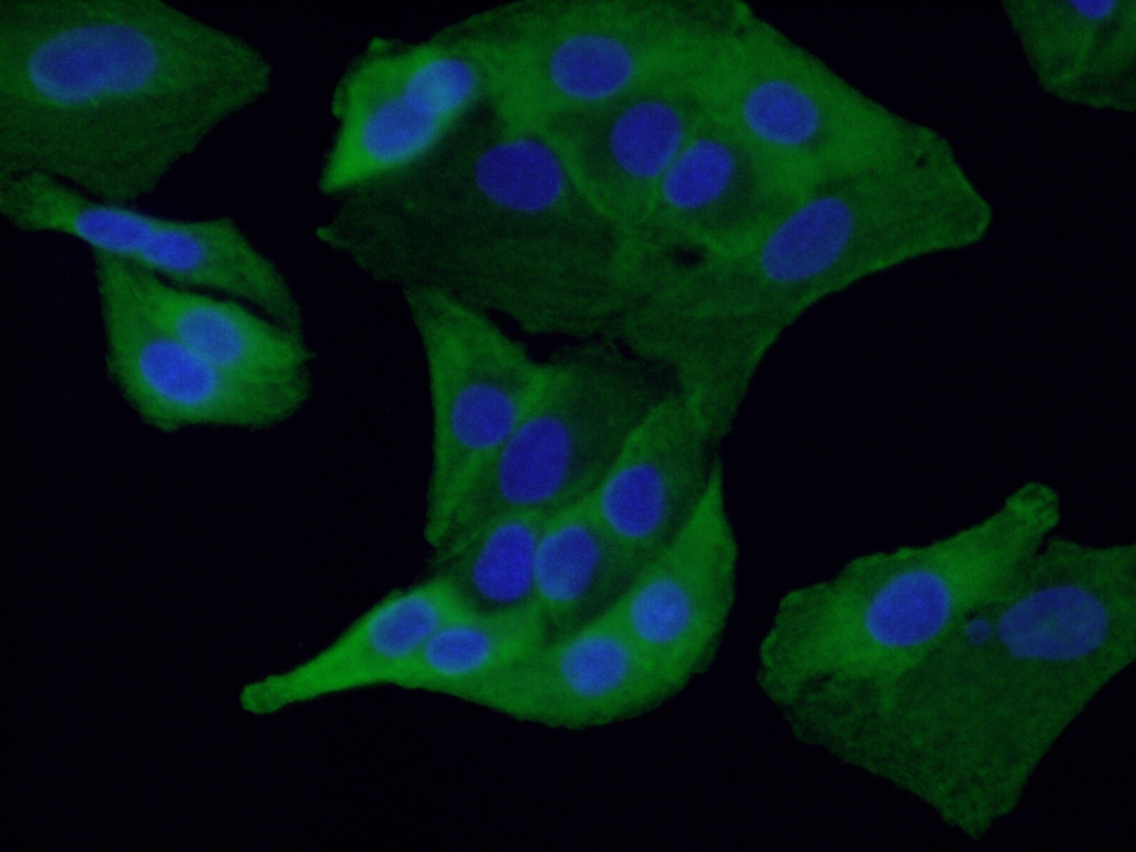 Immunofluorescence (IF) / fluorescent staining of A549 cells using RSPO3 Monoclonal antibody (66314-1-Ig)