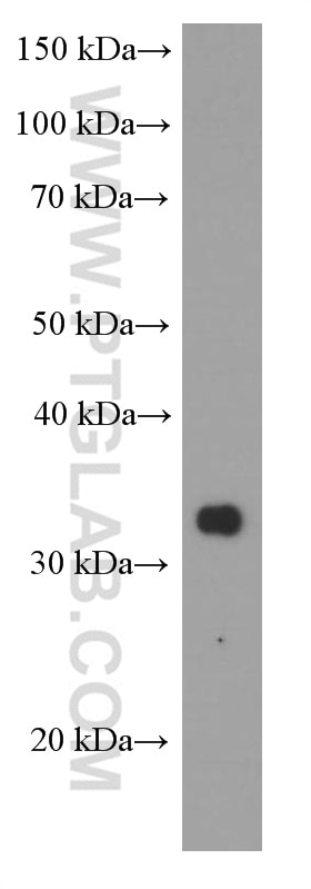 Western Blot (WB) analysis of A549 cells using RSPO3 Monoclonal antibody (66314-1-Ig)
