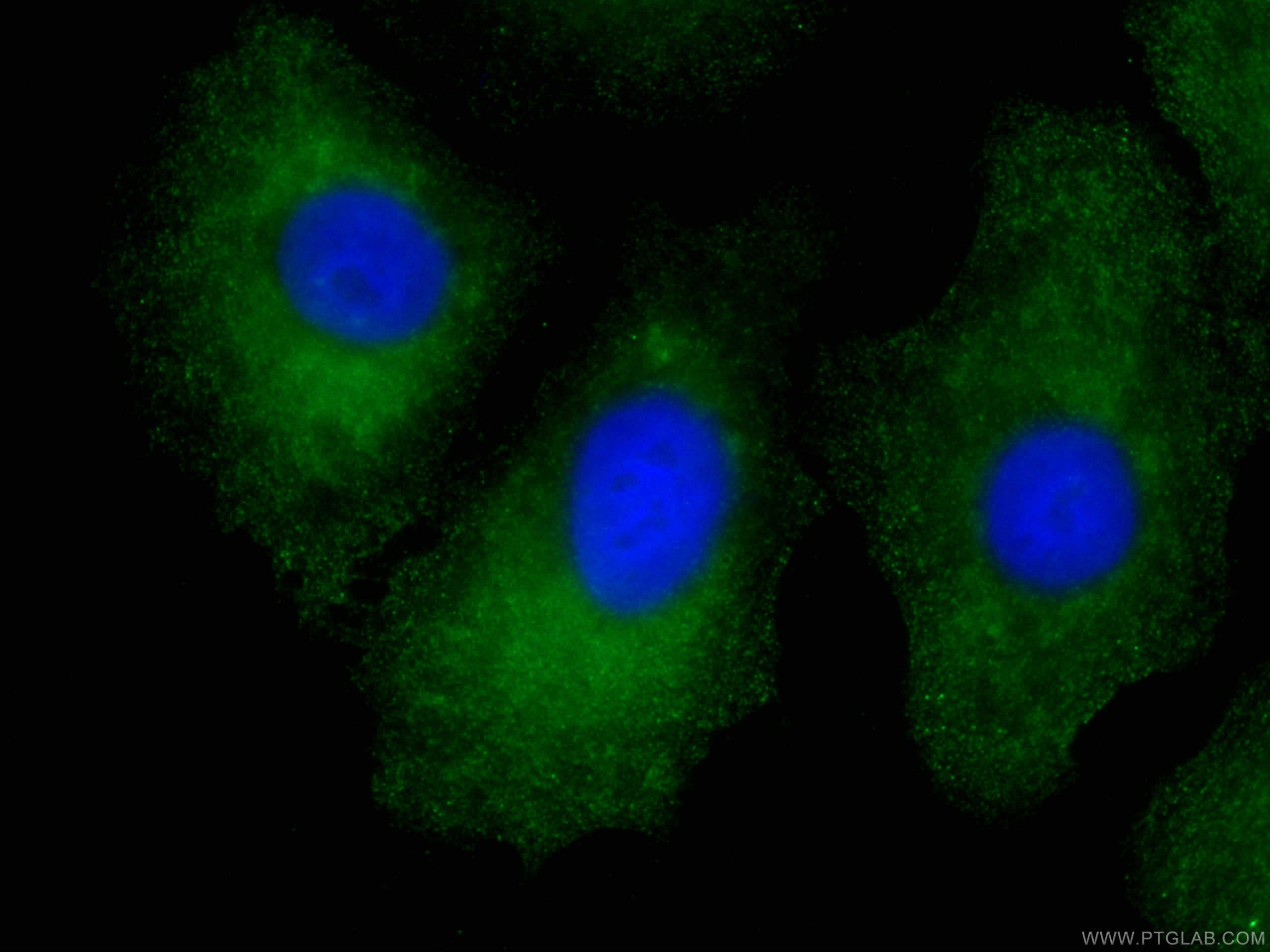 Immunofluorescence (IF) / fluorescent staining of A549 cells using CoraLite® Plus 488-conjugated RSPO3 Monoclonal ant (CL488-66314)