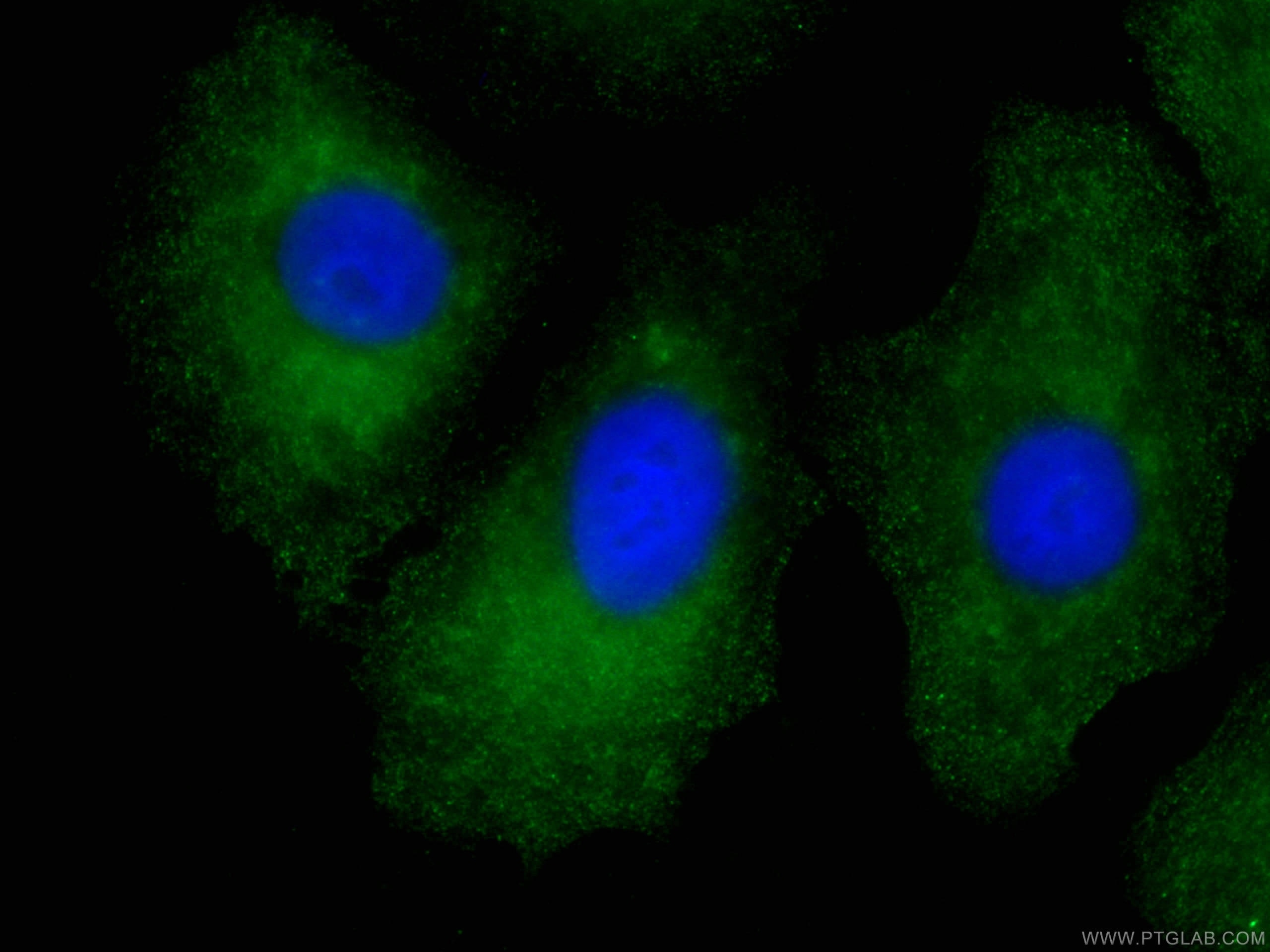 IF Staining of A549 using CL488-66314