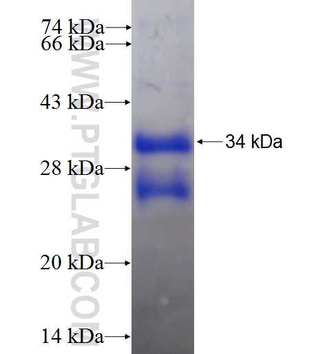 RSPO3 fusion protein Ag9899 SDS-PAGE