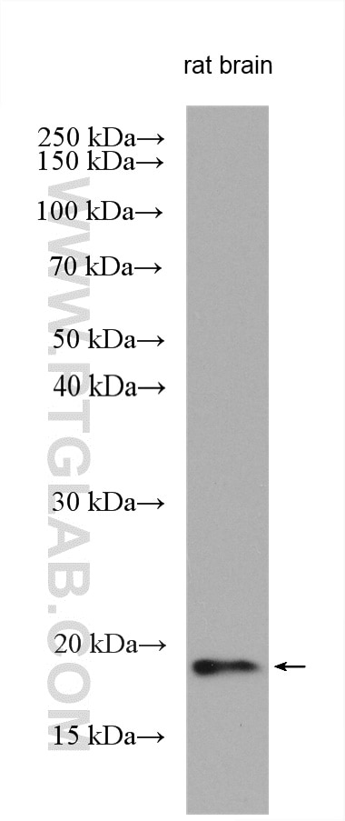 Western Blot (WB) analysis of various lysates using RSPO4 Polyclonal antibody (28559-1-AP)