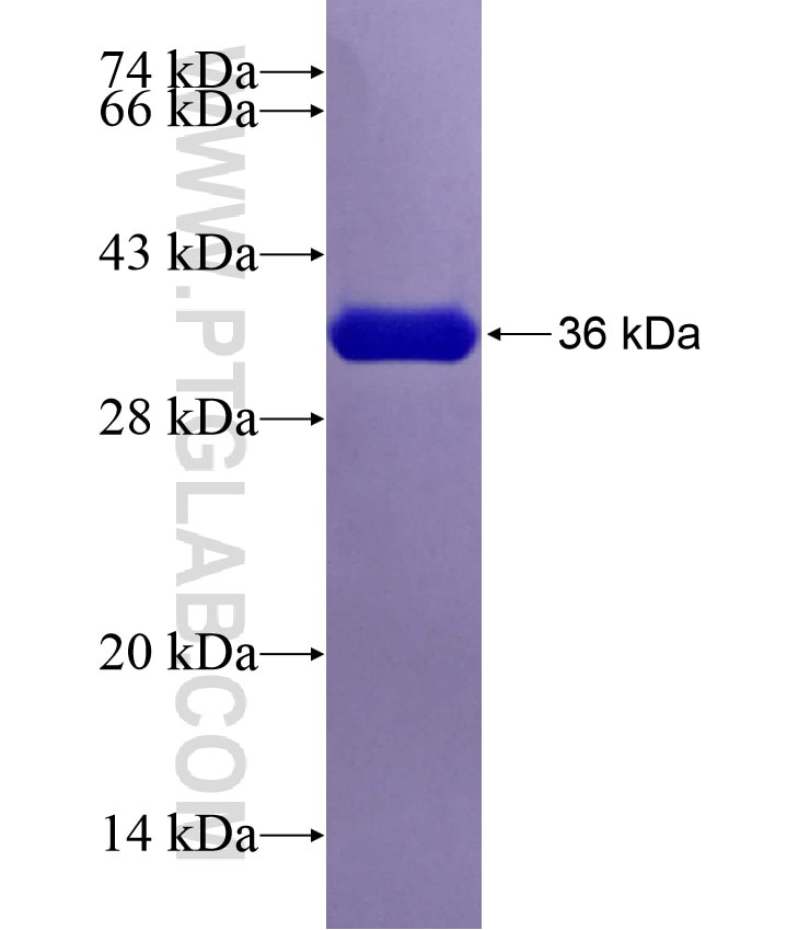 RSPO4 fusion protein Ag29308 SDS-PAGE