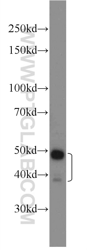 Western Blot (WB) analysis of HeLa cells using RSRC1 Polyclonal antibody (23826-1-AP)
