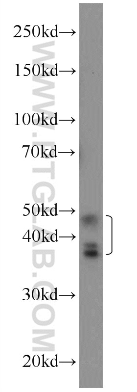 Western Blot (WB) analysis of HepG2 cells using RSRC1 Polyclonal antibody (23826-1-AP)