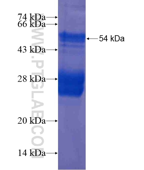 RSRC1 fusion protein Ag20604 SDS-PAGE