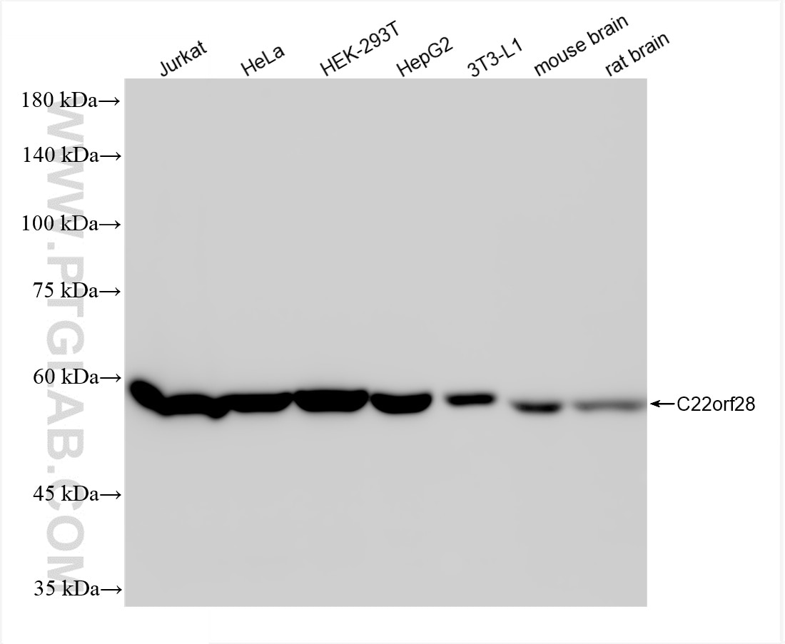 Western Blot (WB) analysis of various lysates using RTCB Recombinant antibody (86258-5-RR)