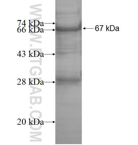 RTCD1 fusion protein Ag8904 SDS-PAGE